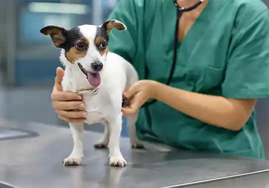 Animal ER care for dogs