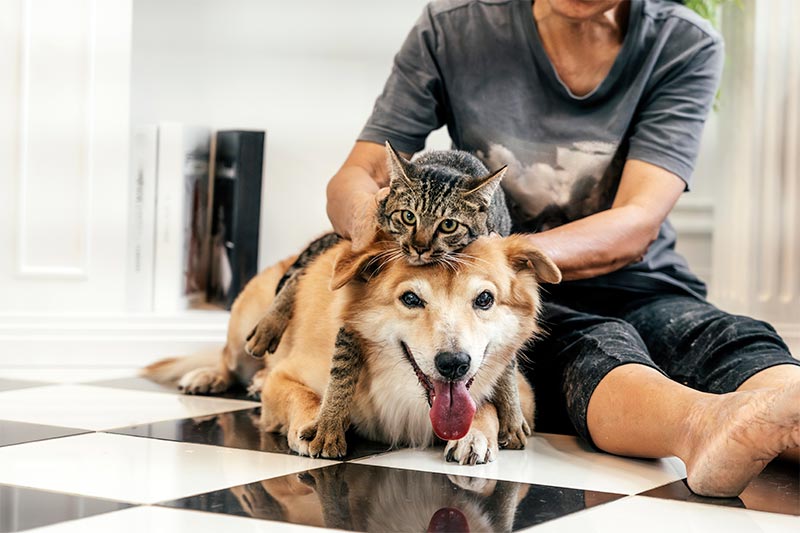 A dog and cat being playful with their human