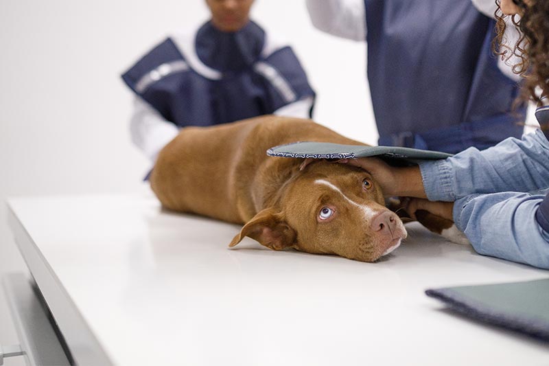 A dog being x-rayed