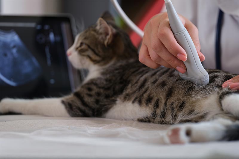 A cat being checked with ultrasound