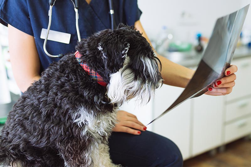 A dog looking at x-rays