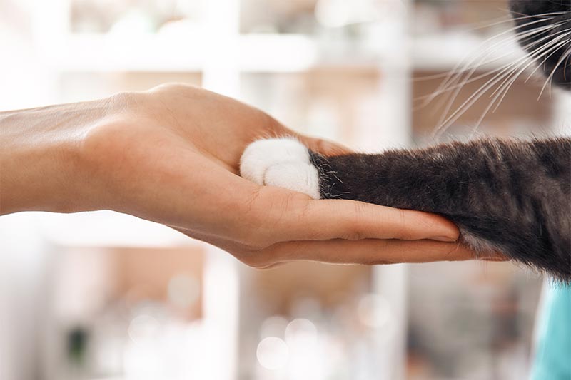 Holding a cat's paw