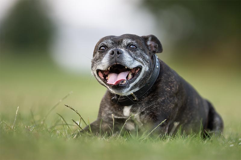An elderly dog in a field