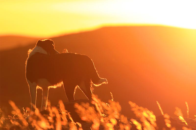 A dog in a sunset