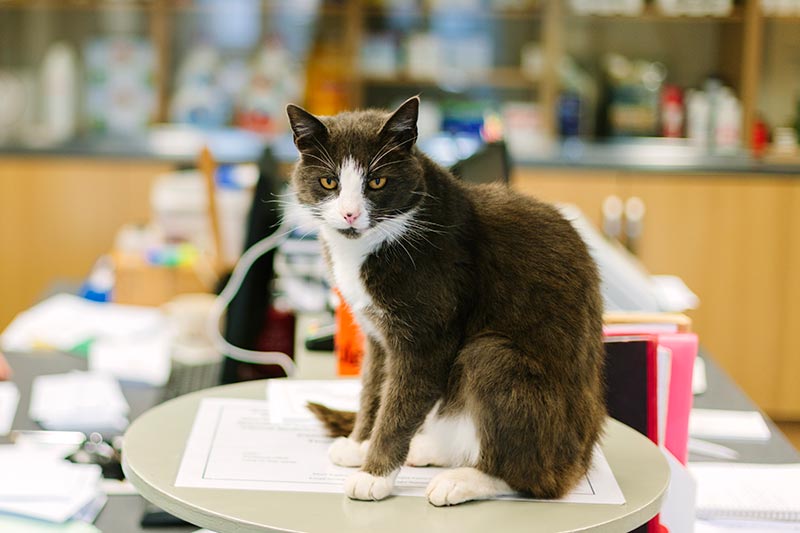 A cat in the office