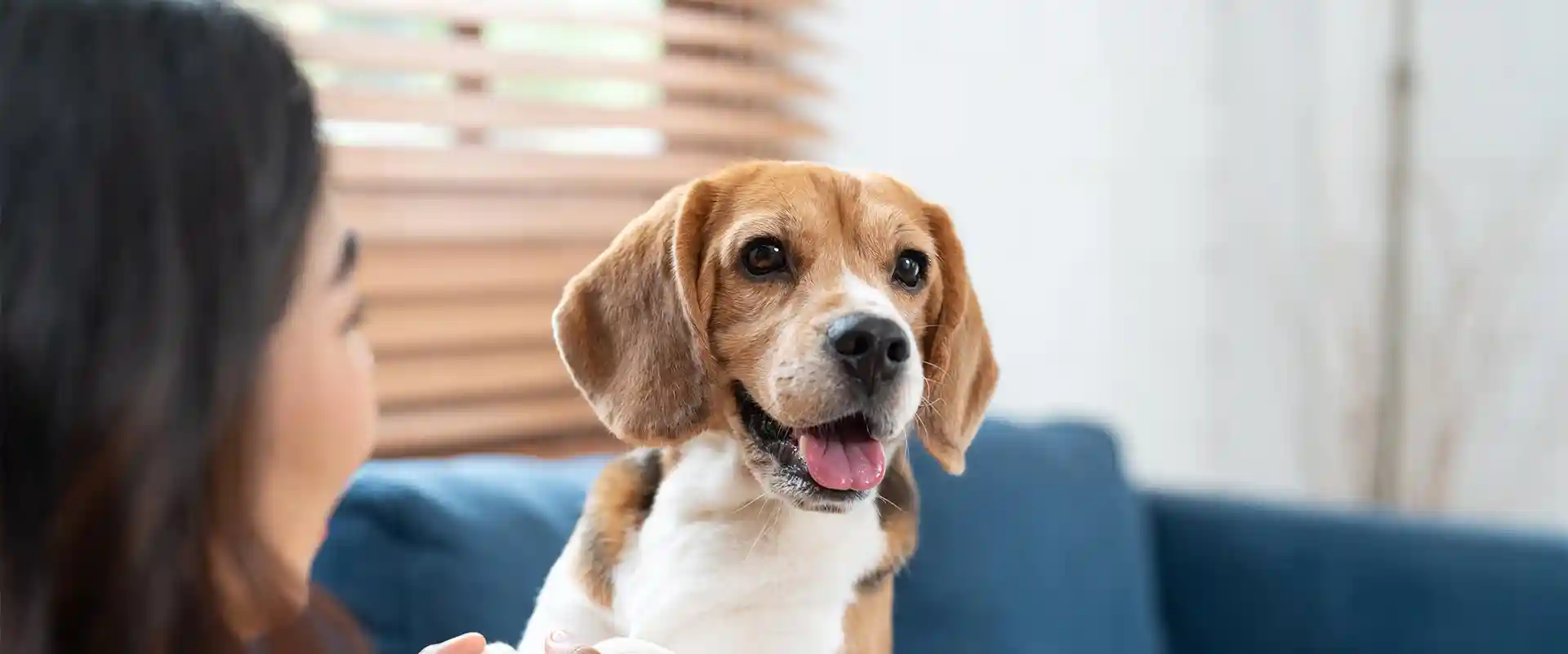 Happy dog with human