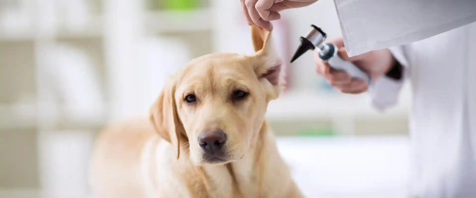 A dog being examined