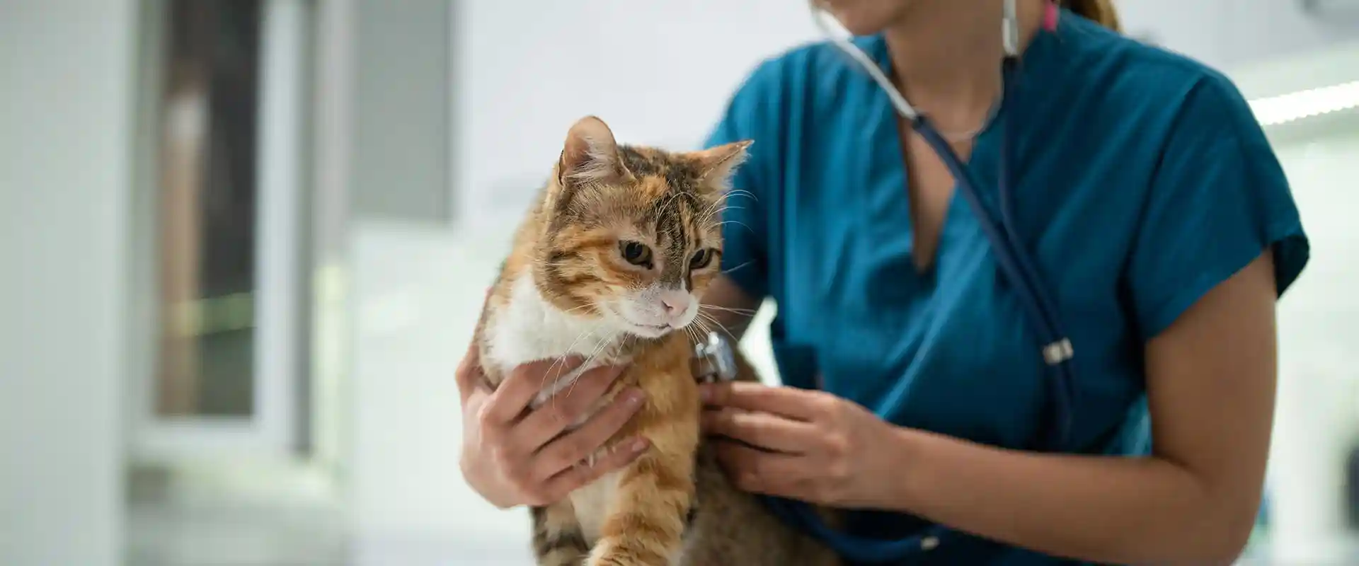 A cat being examined