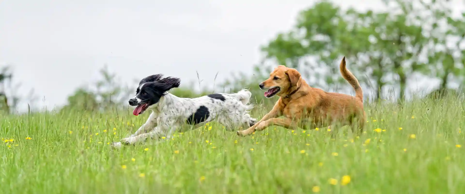 Dogs running