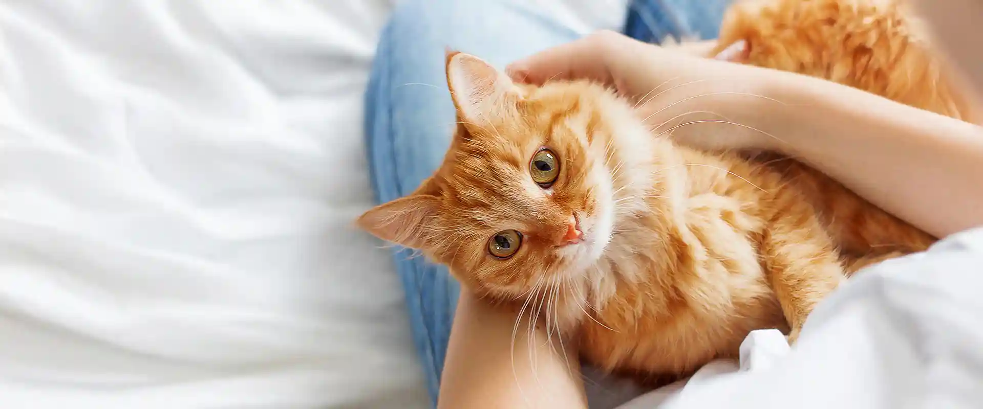 A cat being pampered