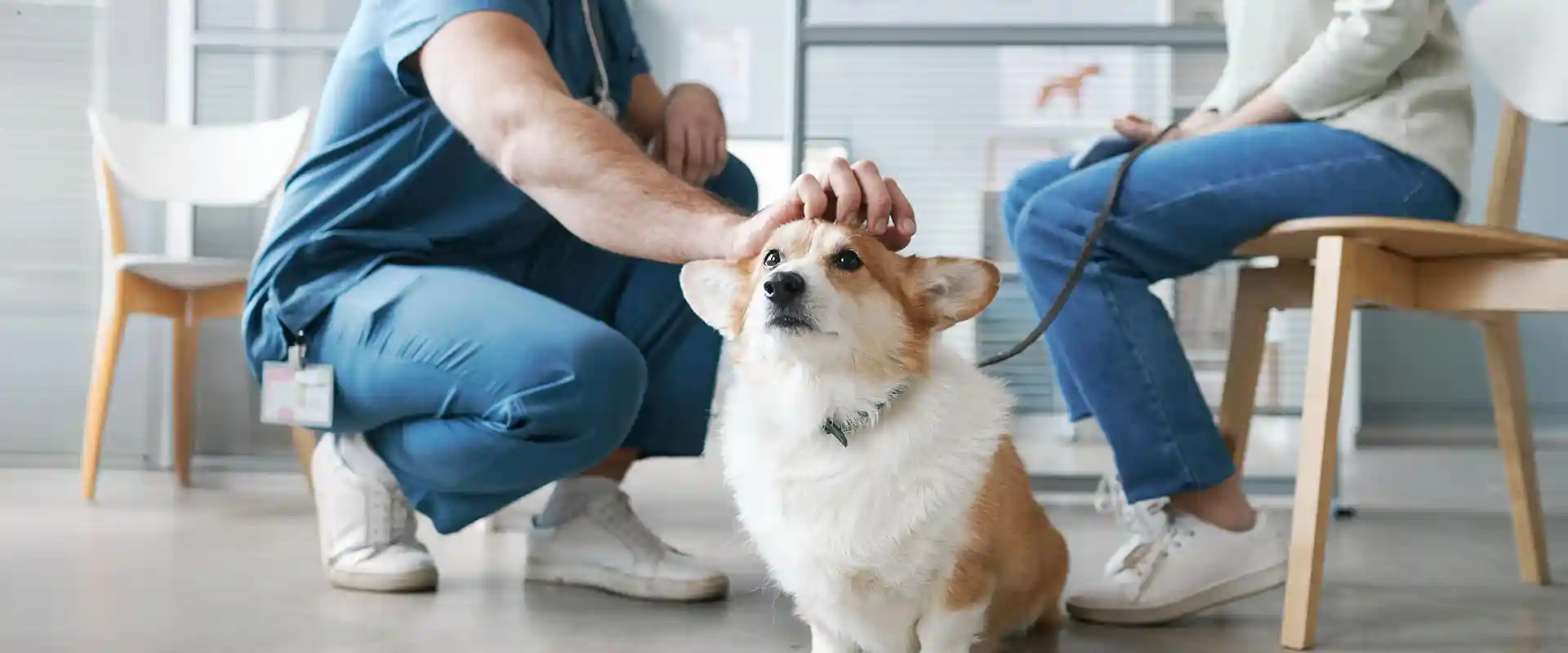 Emergency Veterinary Services