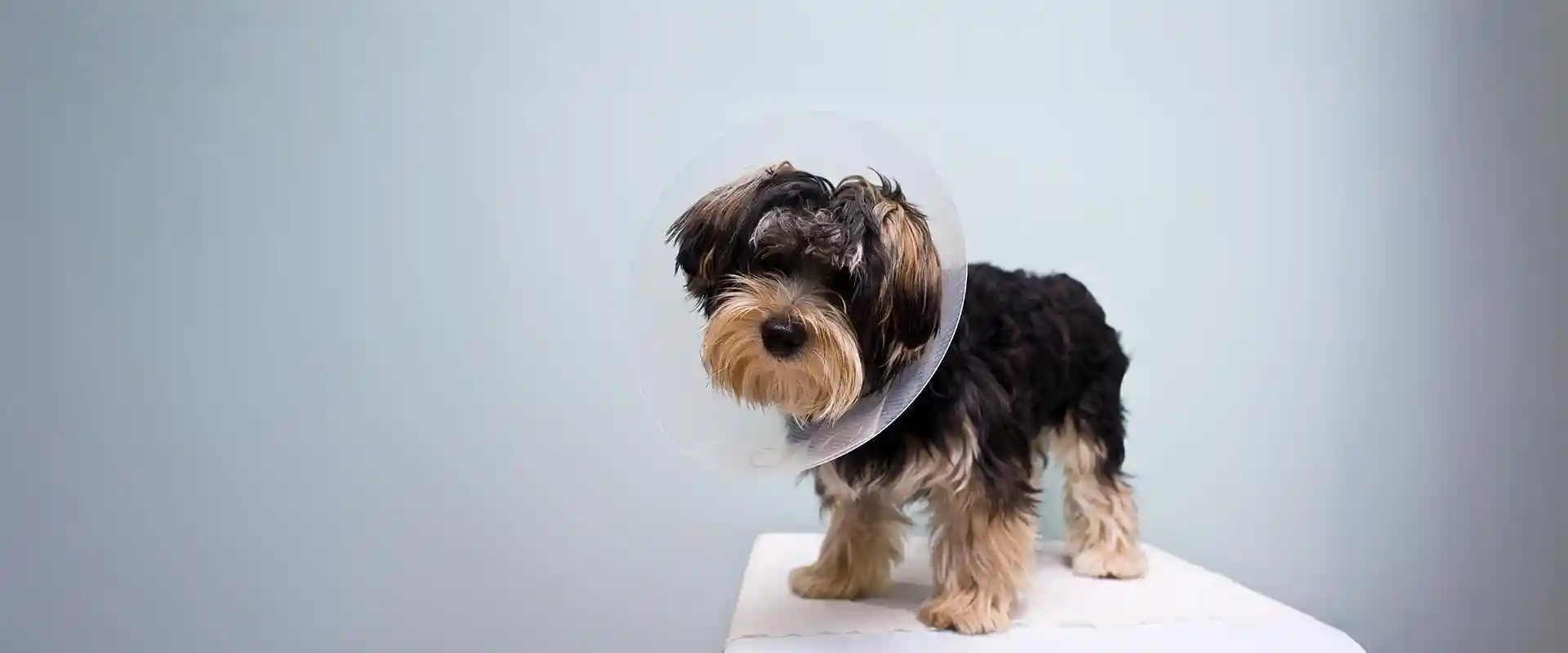 A dog wearing an e-collar